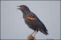 _1SB0238 red-winged blackbird